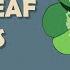 Why Are Four Leaf Clovers Lucky