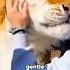 Golden Tiger Foryou Animals Funny Shorts Goldentiger Tiger