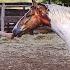 How To Tame A WILD Horse The Simplest Way First Touch To First Haltering