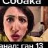 ган 13 и собака