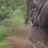 Sounds That Rhino Makes Kruger Park Sightings Amazing Animals