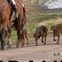 Hunting With Bloodhounds The Cranwell Bloodhounds