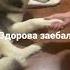 здорова заебал