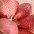 Snake Fruit Scraping To Remove The Torns Asmr Shorts Viral Trending