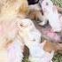 The Little Rabbit Is So Cute When It Is Breastfeeding Cute Pet Debut Plan Rabbit Cute Little