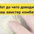 вот до чего доводит ваш хамстер комбат хочуврек