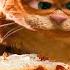 Lasagna Dance Scene GARFIELD 2 2006 Movie Clip