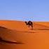 CAMEL Rap Beat Hip Hop House Car Music Instrumental Braska Broza