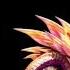 Mizutsune タマミツネ Battle Theme Monster Hunter X モンスターハンターX