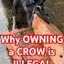 Why Owning A Crow Is ILLEGAL In The U S