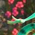 A Charming Chameleon Learns To Live By His Own Colors CGI Animation The Social Chameleon