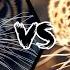 Tiger Vs Leopard Who Would Win A Fight