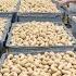 The BIGGEST Cashew Nuts Production Line You Should See Mega Cashew Nuts Factory