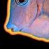 All About The Atlantic Blue Tang Or Blue Caribbean Tang Or Blue Tang Surgeonfish Or Blue Tang