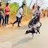 Kolhapur Dog Race Dog Res Dog Racing Kolhapur Shorts