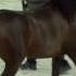 1ST N 48 DONNA MOLTO BELLA SRA Paris 2016 Mares 4 Years Old And More Class CM3 A