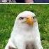 Don T Laugh 70