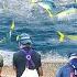 A Day In Life Of Japanese Fishermen Catching Millions Of Yellowfin Tuna In Offshore Farms