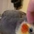 Cockatiel Asks For More Pets Bird Cockatiel Parrot Yumyumthetiel