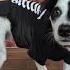 Spooky Scary Skeleton Pup Happy Halloween Lulubellel Lulubelle Pup Halloween Happyhalloween