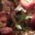 PAIR OF KINGS GREEK SONG