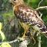 Hawk Flying Off With A Frog Wildlife Bird Frog Nature