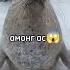 Тюлень тюлени тюлень мем Mem мемы