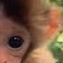 KOMİK ÇILGIN MAYMUNLAR A Funny Monkeys Compilation MCY ANİMALS