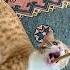 Belial Behemoth Beelzebub Asmodeus Satanas Lucifer Shorts Cats