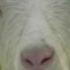 Goat Simulator Trap Remix