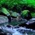 Beautiful Enchanted Forest River Sounds Gentle Stream Water Sounds Serene Water Sounds