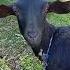 Female Goat Sound