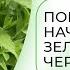 Пора ли начинать зеленое черенкование