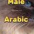 Male Arabic Cat Names Part 18 Shorts Islam Arabic