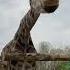 Giraffffffe Giraffe Animals Cute Feeding Carrot Awesome Zoo