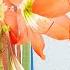 How To Propagate And Grow Amaryllis Super Easily The Best Summer Bulb Gardening