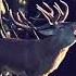 Red Deer Roaring РЁВ БЛАГОРОДНОГО ОЛЕНЯ