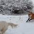 Alice Fox In Pursuit Of The White On Soft Snow