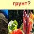 Канны Канна Посадка канн сразу в открытый грунт или проращивание Плюсы и минусы этих методов