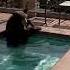 Bear Chills Out In A California Swimming Pool On A Hot Summer Day