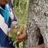 Man Catches Parrot In A Hole Tree