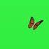 Butterflies Flying Over Grass Green Screen GreenScreen Video