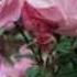 Andy Williams Speak Softly Love