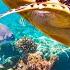 3 HOURS Of 4K Underwater Wonders Relaxing Music Coral Reefs Colorful Sea Life In 4K ULTRA HD