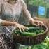 Rain Can T Stop Her Diligent Woman Picking Cucumbers In A Lush Garden Deepsleep Rainsounds