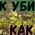 Петрушка мега полезная еда как я выращиваю и заготавливаю петрушку на зиму петрушка огород