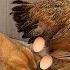 So Funny The Hen Laid Eggs For The Cat Without The Rooster Knowing How Did The Cat React Cute Animal