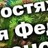 В гостях у Краснодарского аквариумиста Андрея Федорова Аквариумы кролики и голуби