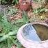 Nana Garden Florida 2x Plants