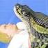 What Happens If A Snakes Eats You